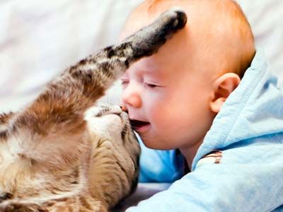 взаимоотношения кошки и ребенка